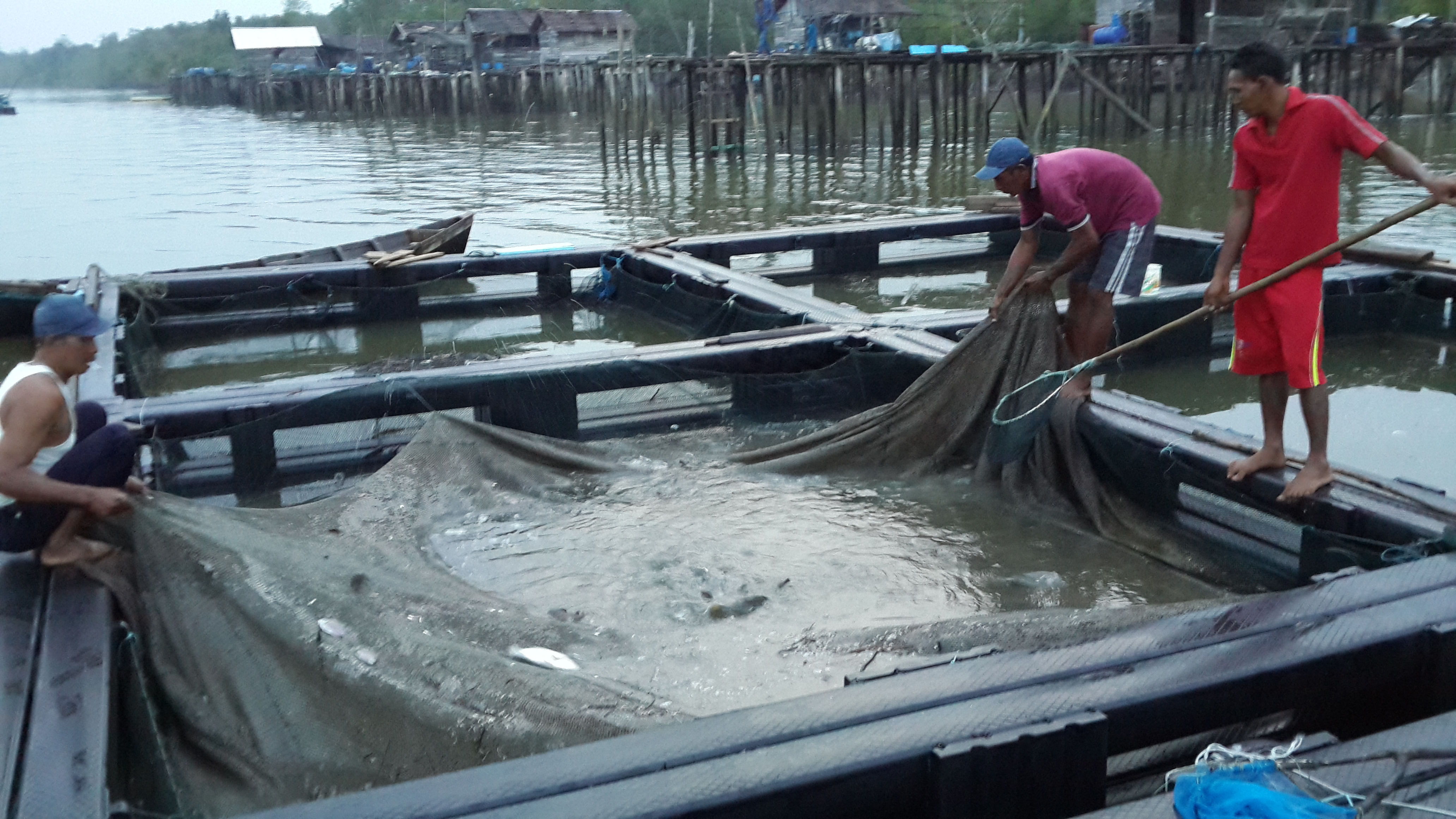 NELAYAN BERSYUKUR DENGAN ADANYA KERAMBAH APUNG DIDUSUN II DESA SIALANG PASUNG BARAT