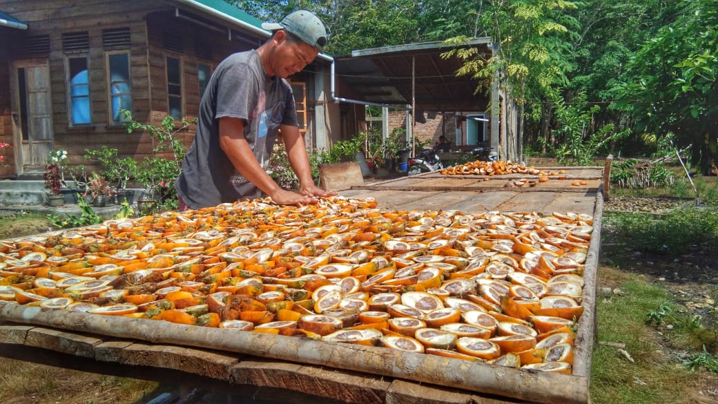 MESKI HARGA PINANG TIDAK NORMAL, TIDAK MENJADI PENGHAMBAT BAGI PETANI PINANG